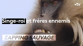 Documentaire Singe-roi et frères ennemis, le pouvoir à tout prix