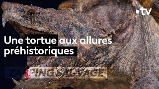 Tortue alligator : la machine de guerre