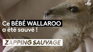 Documentaire Un bébé wallaroo recueilli dans un refuge australien