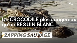 Un crocodile plus dangereux qu'un requin blanc !