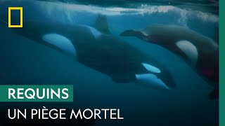 Un grand requin blanc piégé par des orques