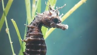 Un mâle hippocampe accouche en direct