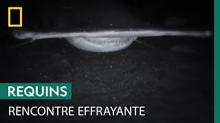 Un plongeur raconte sa rencontre avec un gigantesque requin-marteau