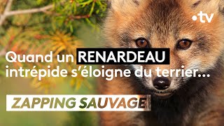 Un renardeau s'aventure en dehors de son terrier, à ses risques et périls