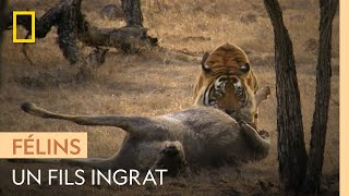 Documentaire Un tigre attaque sa propre mère pour lui voler sa nourriture
