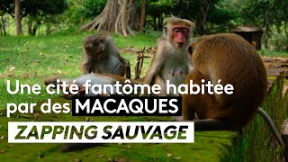 Une cité fantôme habitée par des macaques