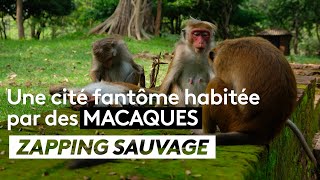 Documentaire Une cité fantôme habitée par des macaques