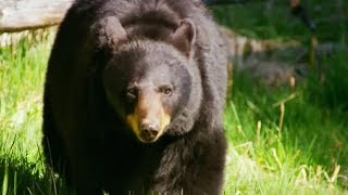 Documentaire Une maman ourse risque sa vie pour ses petits