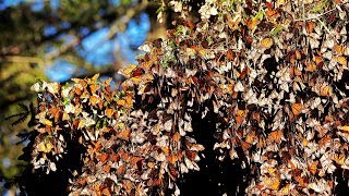 1 million de papillons sur un arbre, regardez pourquoi
