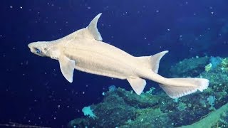 4 personnes seulement ont déjà vu ce requin