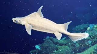 Documentaire 4 personnes seulement ont déjà vu ce requin