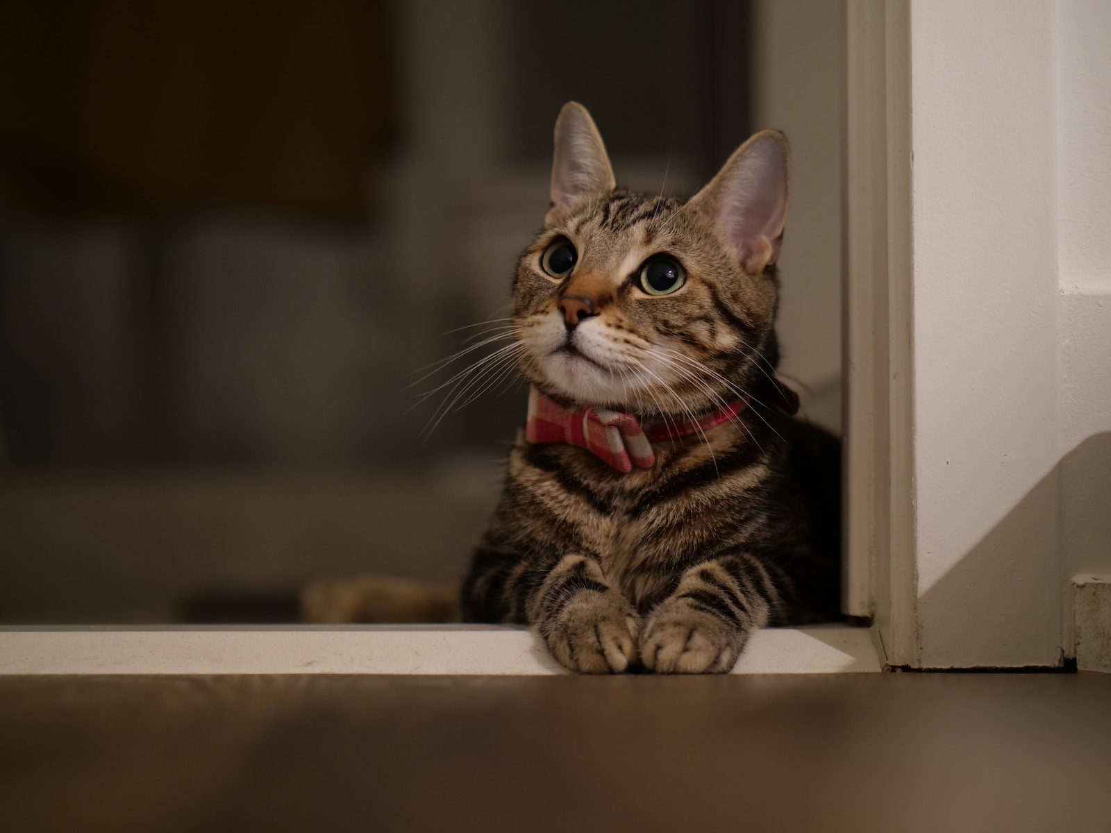 Colliers GPS pour chats : une innovation au service de nos félins