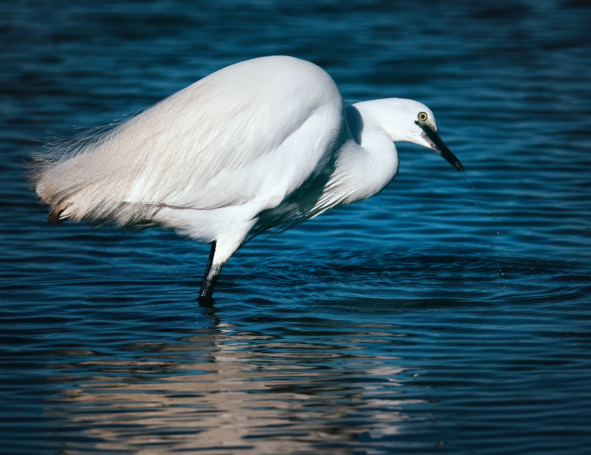 Rencontre avec l'aigrette garzette