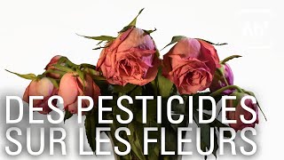 Fleurs mondialisées, aux senteurs de pesticides