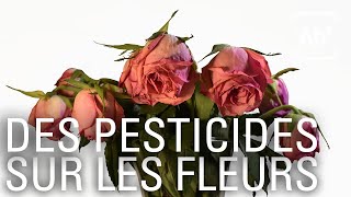 Documentaire Fleurs mondialisées, aux senteurs de pesticides