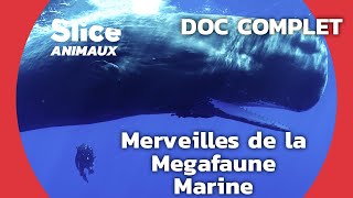 Documentaire À la rencontre des géants des mers