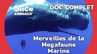 À la rencontre des géants des mers