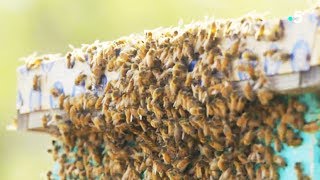 Documentaire Abeilles tueuses VS abeilles fragiles