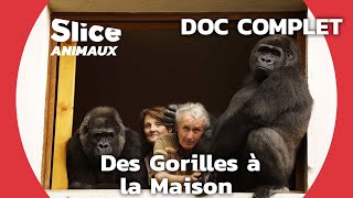 Adopter et élever des gorilles comme leurs propres enfants