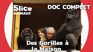 Documentaire Adopter et élever des gorilles comme leurs propres enfants