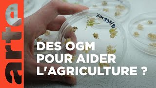 Documentaire Agriculture : a-t-on besoin des nouveaux OGM ?