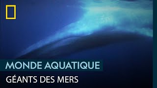 Documentaire Avec les chercheurs qui étudient les fascinantes baleines bleues