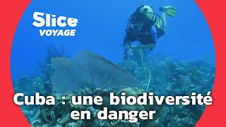 Documentaire Biodiversité : préserver les trésors cachés de Cuba