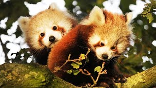 Ça va pas ? Regarde ce bébé panda roux