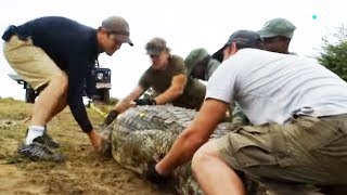 Capturer un crocodile : le coup de stress