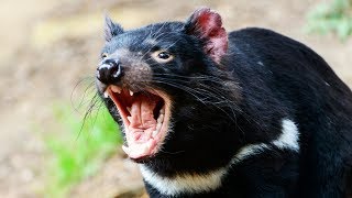 Ce diable de Tasmanie va te faire peur