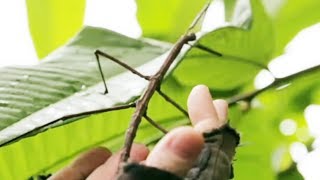 Ce phasme géant est spectaculaire