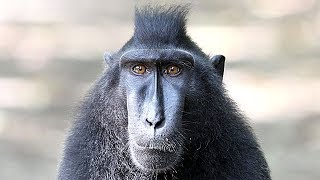 Ce singe est le plus sociable du monde