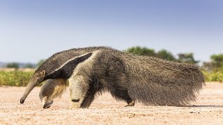 Ce tamanoir s’enfile 30 000 insectes par jour