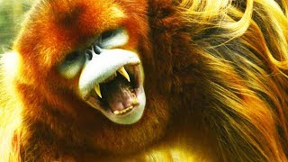 Ceci n'est pas un singe mort-vivant