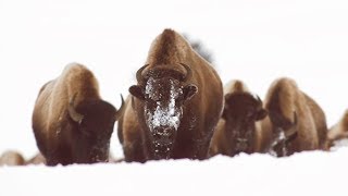 Ces bisons sont en galère d'eau chaude