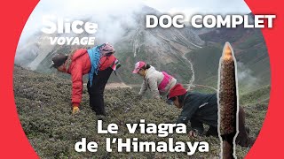 Cette chenille-champignon tibétaine qui vaut plus chère que l’or !