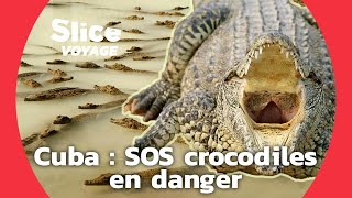 Cocodrileros : des braconniers au secours des crocodiles cubains