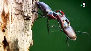 Combat à mort de scarabées
