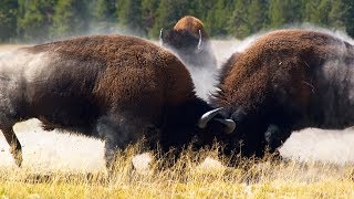Combat de bisons impressionnant
