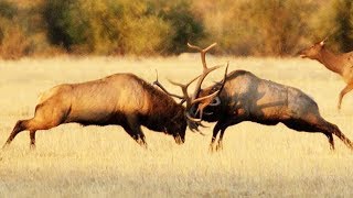 Combat de wapitis impressionnant