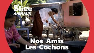 Documentaire Comment les cochons ont domestiqué notre cœur