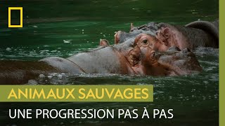 Documentaire Comment les hippopotames apprennent-ils à socialiser ?