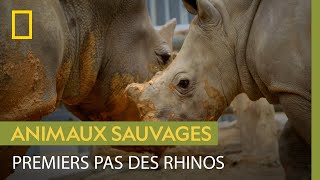 Comment savoir si un rhinocéros est prêt pour faire ses premiers pas dans la savane ?