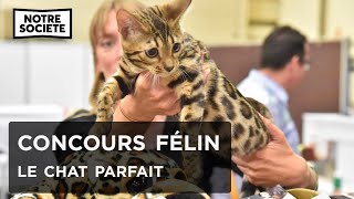 Documentaire Concours félin : la recherche du chat parfait