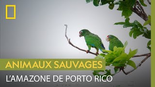 Connaissez-vous la surprenante amazone de Porto Rico ?