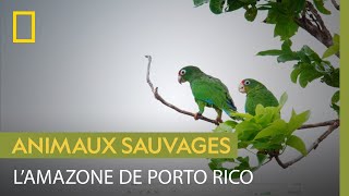 Documentaire Connaissez-vous la surprenante amazone de Porto Rico ?