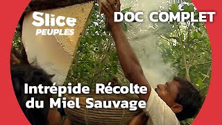 Défi doré aux Sundarbans : déjouer les tigres pour atteindre le miel