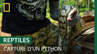 Des fourmis de feu compliquent la capture d'un python de trois mètres