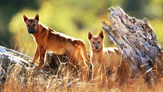 Dingos VS émeu