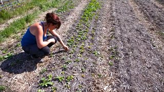 Documentaire Dorothée, d’esthéticienne à Tahiti à agricultrice | Ma vie d’après